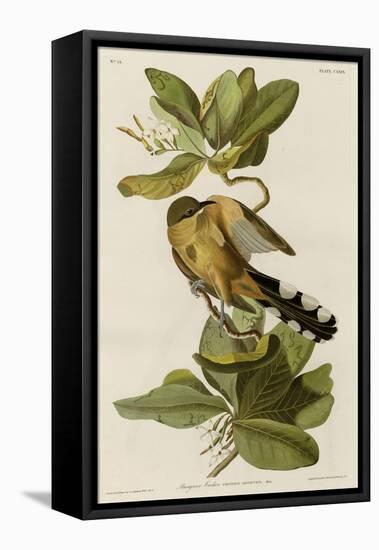 Mangrove Cuckoo-null-Framed Premier Image Canvas