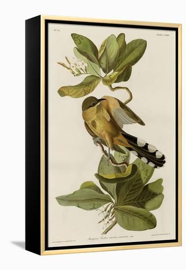 Mangrove Cuckoo-null-Framed Premier Image Canvas