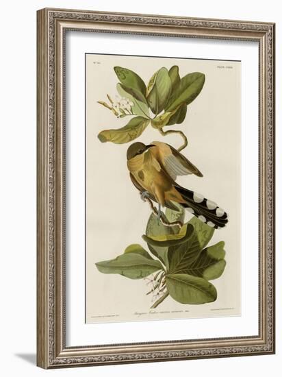 Mangrove Cuckoo-null-Framed Giclee Print