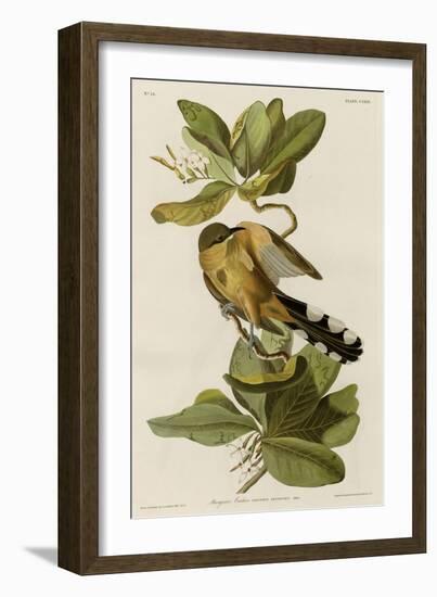 Mangrove Cuckoo-null-Framed Giclee Print