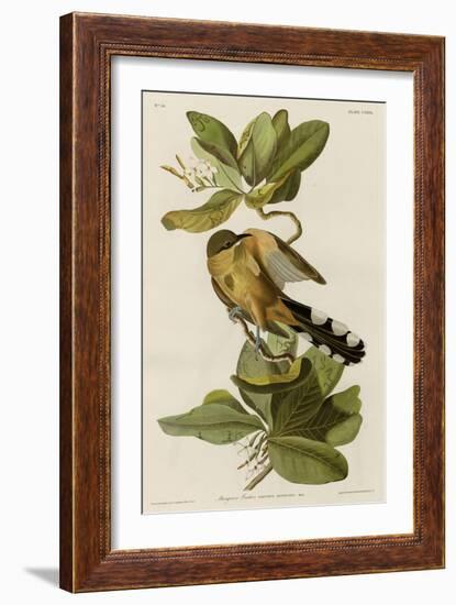 Mangrove Cuckoo-null-Framed Giclee Print