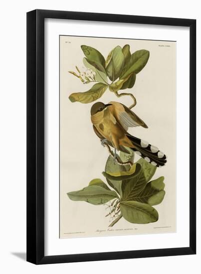 Mangrove Cuckoo-null-Framed Giclee Print