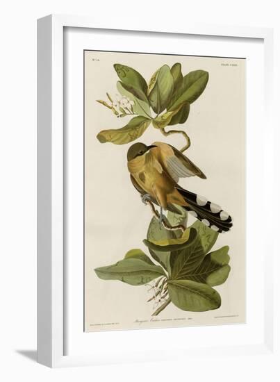 Mangrove Cuckoo-null-Framed Giclee Print