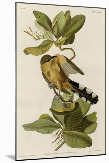 Mangrove Cuckoo-null-Mounted Giclee Print