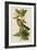 Mangrove Cuckoo-null-Framed Giclee Print