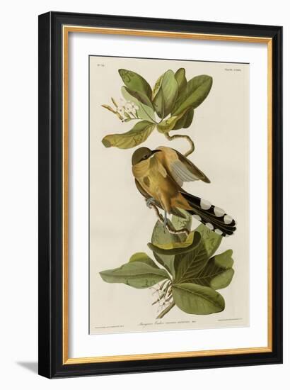 Mangrove Cuckoo-null-Framed Giclee Print