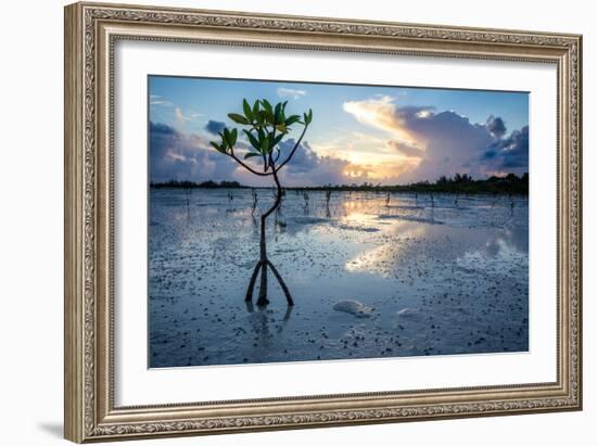 Mangrove Ecosystem At Sunset On Eleuthera, The Bahamas-Erik Kruthoff-Framed Photographic Print