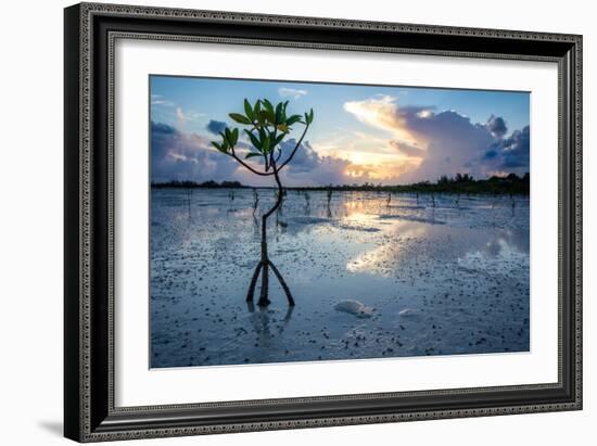 Mangrove Ecosystem At Sunset On Eleuthera, The Bahamas-Erik Kruthoff-Framed Photographic Print