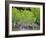 Mangrove Forest in Buena Vista UNESCO Biosphere Reserve, Buena Vista Bay, Cayo Santa Maria, Cuba-Michael DeFreitas-Framed Photographic Print