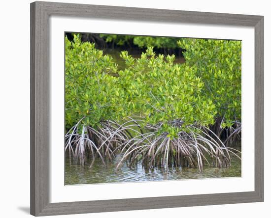Mangrove Forest in Buena Vista UNESCO Biosphere Reserve, Buena Vista Bay, Cayo Santa Maria, Cuba-Michael DeFreitas-Framed Photographic Print