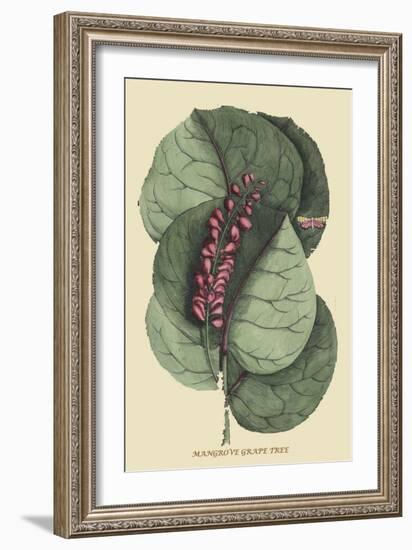 Mangrove Grape Tree-Mark Catesby-Framed Art Print