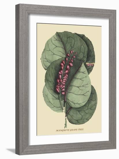 Mangrove Grape Tree-Mark Catesby-Framed Art Print