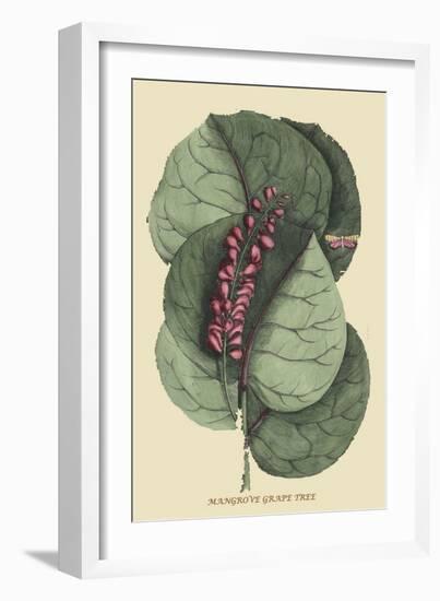 Mangrove Grape Tree-Mark Catesby-Framed Art Print