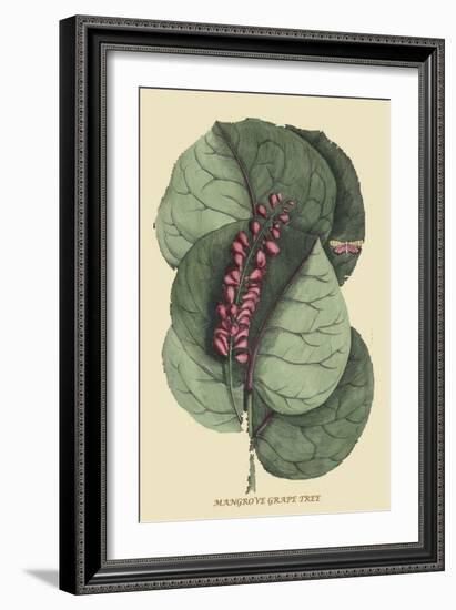 Mangrove Grape Tree-Mark Catesby-Framed Art Print