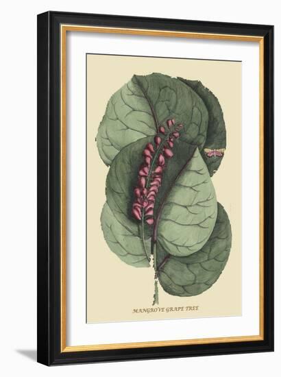 Mangrove Grape Tree-Mark Catesby-Framed Art Print