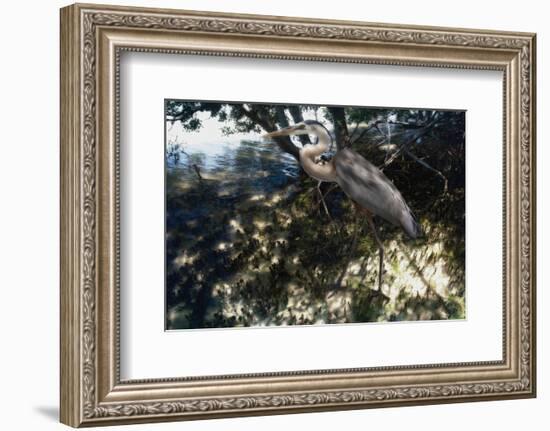 Mangrove Heron-Steve Hunziker-Framed Art Print