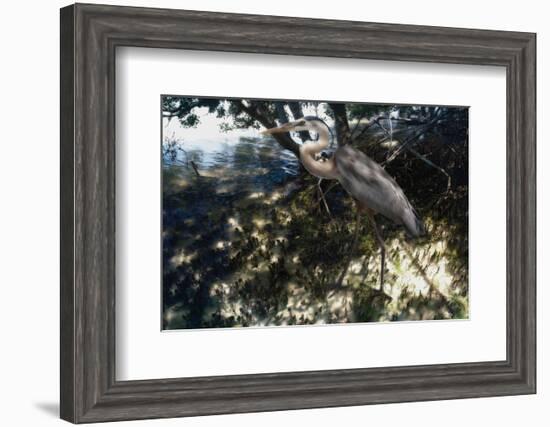 Mangrove Heron-Steve Hunziker-Framed Art Print