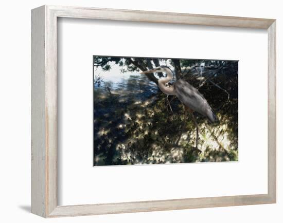 Mangrove Heron-Steve Hunziker-Framed Art Print