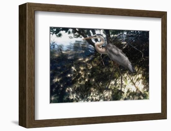 Mangrove Heron-Steve Hunziker-Framed Art Print