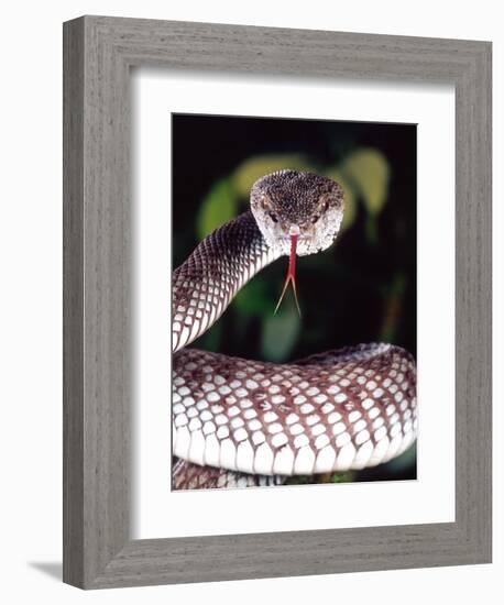 Mangrove Pit Viper, Native to Eastern India, Southern Burma-David Northcott-Framed Photographic Print