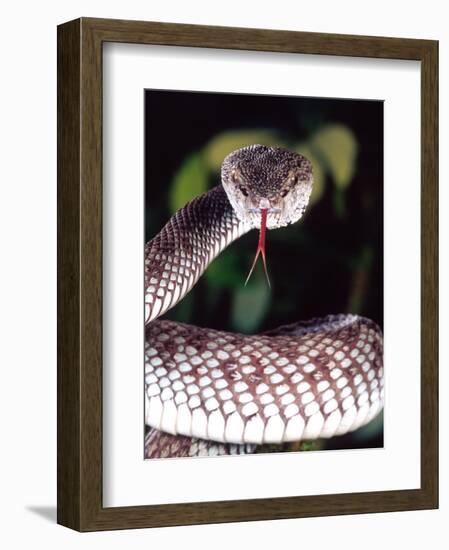 Mangrove Pit Viper, Native to Eastern India, Southern Burma-David Northcott-Framed Photographic Print