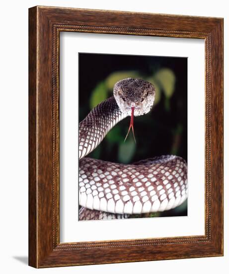 Mangrove Pit Viper, Native to Eastern India, Southern Burma-David Northcott-Framed Photographic Print