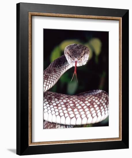 Mangrove Pit Viper, Native to Eastern India, Southern Burma-David Northcott-Framed Photographic Print