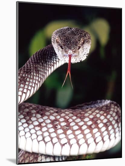 Mangrove Pit Viper, Native to Eastern India, Southern Burma-David Northcott-Mounted Photographic Print