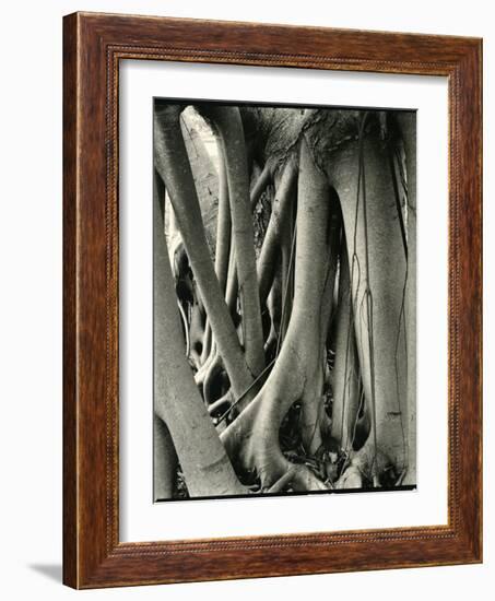 Mangrove Roots, Florida, 1947-Brett Weston-Framed Photographic Print