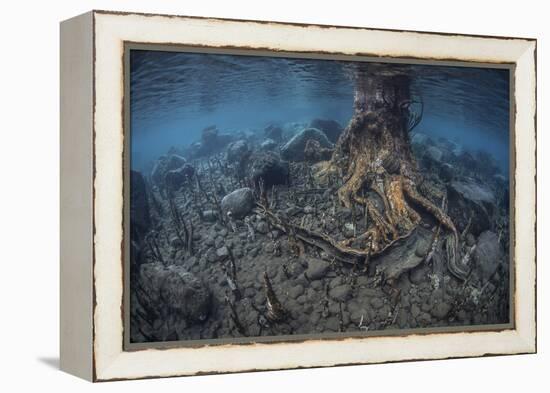 Mangrove Roots Rise from the Seafloor of an Island in Indonesia-Stocktrek Images-Framed Premier Image Canvas