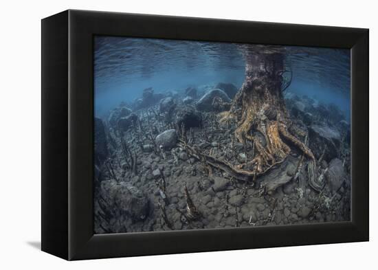 Mangrove Roots Rise from the Seafloor of an Island in Indonesia-Stocktrek Images-Framed Premier Image Canvas