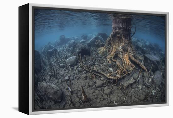 Mangrove Roots Rise from the Seafloor of an Island in Indonesia-Stocktrek Images-Framed Premier Image Canvas