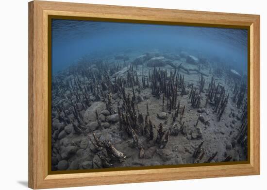 Mangrove Roots Rise from the Seafloor of an Island in Indonesia-Stocktrek Images-Framed Premier Image Canvas