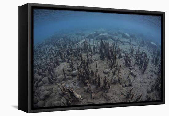 Mangrove Roots Rise from the Seafloor of an Island in Indonesia-Stocktrek Images-Framed Premier Image Canvas