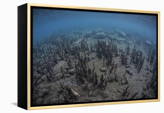 Mangrove Roots Rise from the Seafloor of an Island in Indonesia-Stocktrek Images-Framed Premier Image Canvas