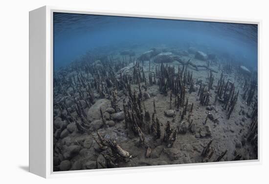 Mangrove Roots Rise from the Seafloor of an Island in Indonesia-Stocktrek Images-Framed Premier Image Canvas