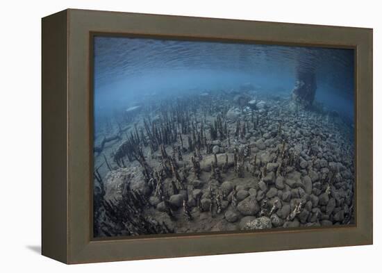 Mangrove Roots Rise from the Seafloor of an Island in Indonesia-Stocktrek Images-Framed Premier Image Canvas