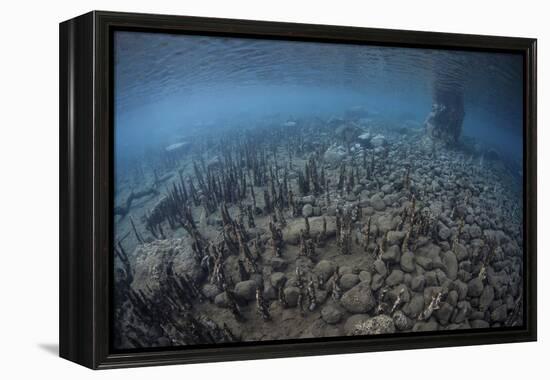 Mangrove Roots Rise from the Seafloor of an Island in Indonesia-Stocktrek Images-Framed Premier Image Canvas