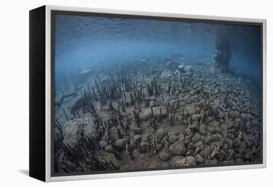 Mangrove Roots Rise from the Seafloor of an Island in Indonesia-Stocktrek Images-Framed Premier Image Canvas
