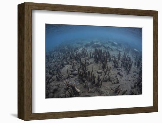 Mangrove Roots Rise from the Seafloor of an Island in Indonesia-Stocktrek Images-Framed Photographic Print