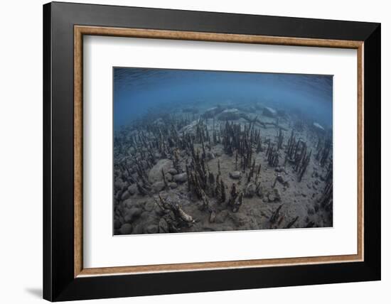 Mangrove Roots Rise from the Seafloor of an Island in Indonesia-Stocktrek Images-Framed Photographic Print