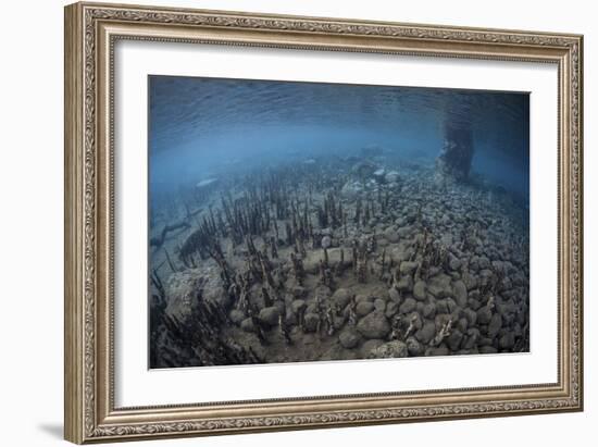 Mangrove Roots Rise from the Seafloor of an Island in Indonesia-Stocktrek Images-Framed Photographic Print