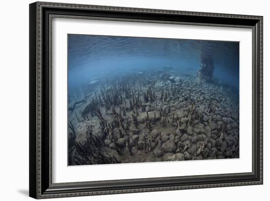 Mangrove Roots Rise from the Seafloor of an Island in Indonesia-Stocktrek Images-Framed Photographic Print