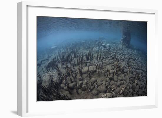 Mangrove Roots Rise from the Seafloor of an Island in Indonesia-Stocktrek Images-Framed Photographic Print