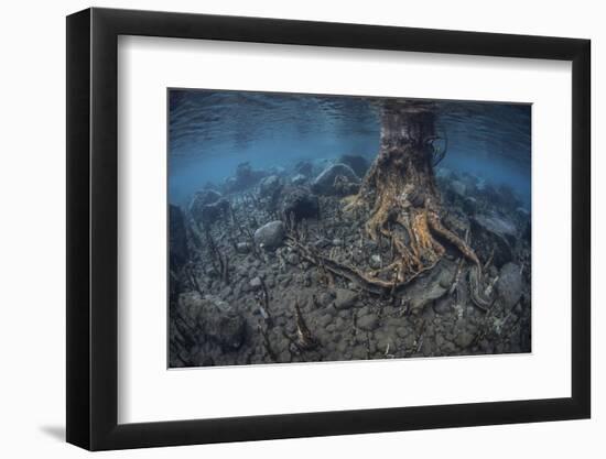 Mangrove Roots Rise from the Seafloor of an Island in Indonesia-Stocktrek Images-Framed Photographic Print