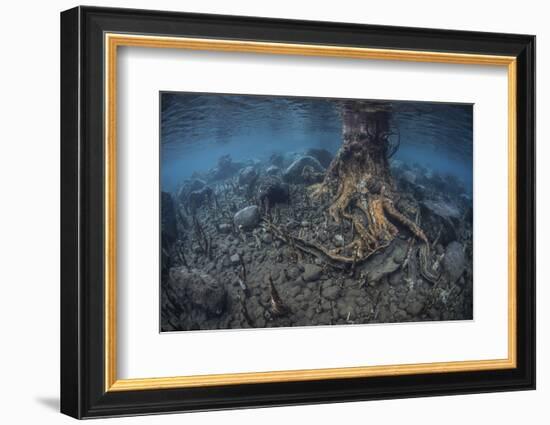 Mangrove Roots Rise from the Seafloor of an Island in Indonesia-Stocktrek Images-Framed Photographic Print