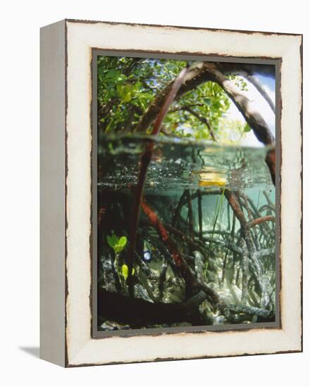 Mangrove Roots, Seychelles, Indian Ocean-Louise Murray-Framed Premier Image Canvas