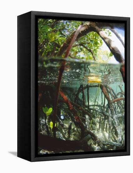 Mangrove Roots, Seychelles, Indian Ocean-Louise Murray-Framed Premier Image Canvas