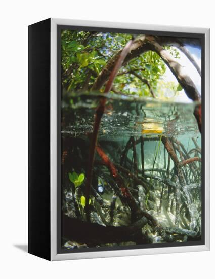 Mangrove Roots, Seychelles, Indian Ocean-Louise Murray-Framed Premier Image Canvas