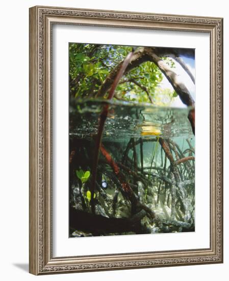 Mangrove Roots, Seychelles, Indian Ocean-Louise Murray-Framed Photographic Print